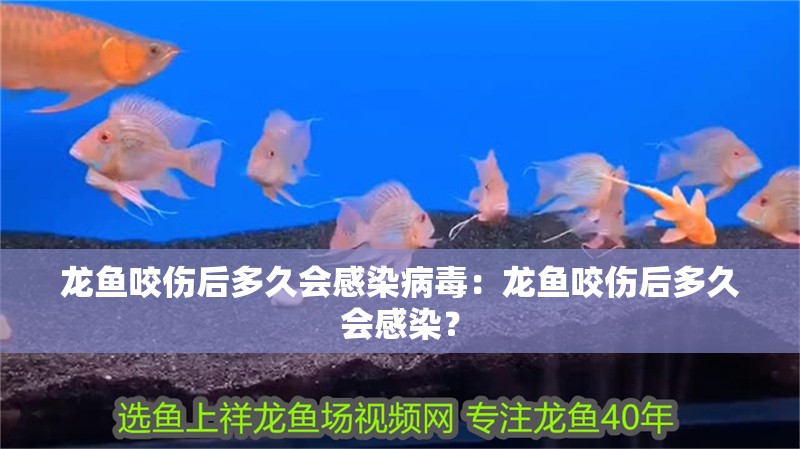 龍魚咬傷后多久會(huì)感染病毒：龍魚咬傷后多久會(huì)感染？