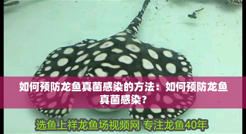 如何預(yù)防龍魚真菌感染的方法：如何預(yù)防龍魚真菌感染？