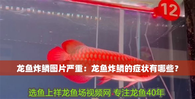 龍魚炸鱗圖片嚴重：龍魚炸鱗的癥狀有哪些？