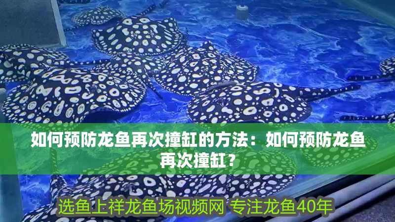 如何預防龍魚再次撞缸的方法：如何預防龍魚再次撞缸？