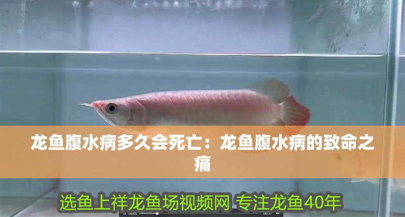 龍魚腹水病多久會死亡：龍魚腹水病的致命之痛