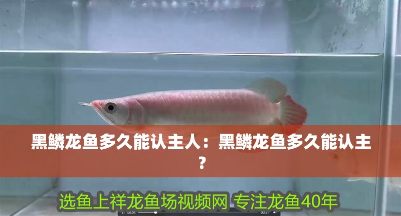 黑鱗龍魚多久能認主人：黑鱗龍魚多久能認主？