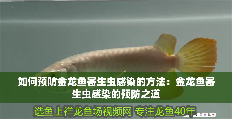 龍魚干蝦有營養(yǎng)嗎 如何預(yù)防金龍魚寄生蟲感染的方法:金龍魚寄生蟲感染的預(yù)防之道 水族問答 如何預(yù)防金龍魚寄生蟲感染的方法:金龍魚寄生蟲感染的預(yù)防之道 如何預(yù)防金龍魚寄生蟲感染的方法:金龍魚寄生蟲感染的預(yù)防之道 水族問答