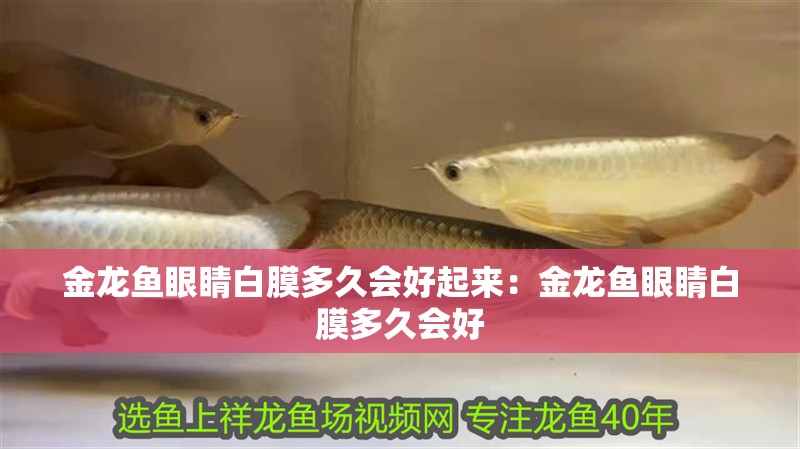 金龍魚眼睛白膜多久會好起來：金龍魚眼睛白膜多久會好