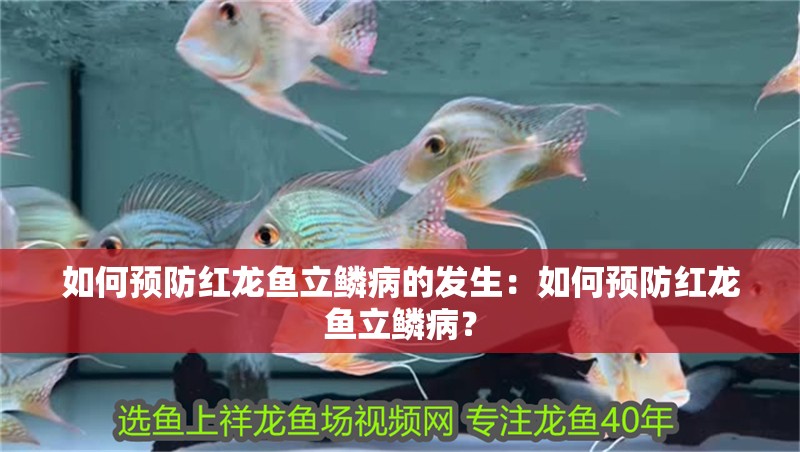 如何預(yù)防紅龍魚立鱗病的發(fā)生：如何預(yù)防紅龍魚立鱗病？
