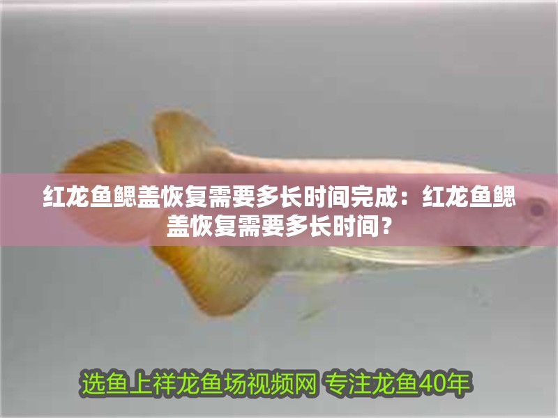 紅龍魚鰓蓋恢復(fù)需要多長時(shí)間完成：紅龍魚鰓蓋恢復(fù)需要多長時(shí)間？ 紅龍魚鰓蓋恢復(fù)需要多長時(shí)間完成：紅龍魚鰓蓋恢復(fù)需要多長時(shí)間？ 水族問答