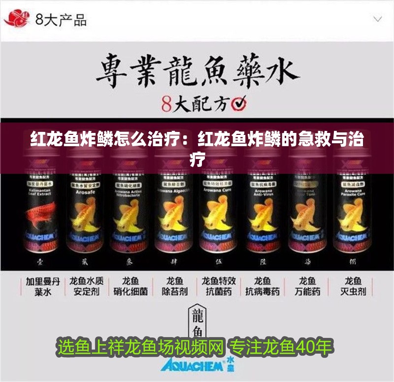 紅龍魚炸鱗怎么治療：紅龍魚炸鱗的急救與治療