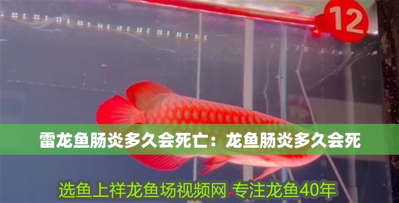 雷龍魚腸炎多久會死亡：龍魚腸炎多久會死