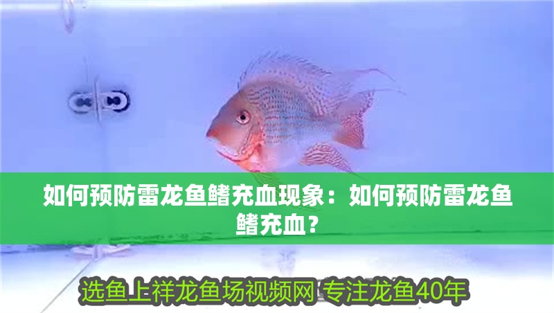 如何預(yù)防雷龍魚(yú)鰭充血現(xiàn)象：如何預(yù)防雷龍魚(yú)鰭充血？