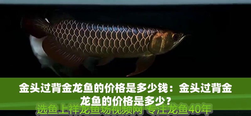 金頭過背金龍魚的價格是多少錢：金頭過背金龍魚的價格是多少？