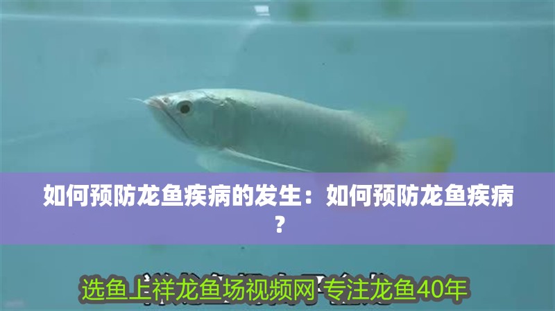 如何預防龍魚疾病的發生：如何預防龍魚疾病？