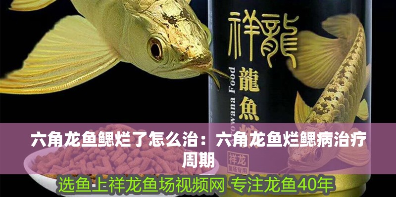 六角龍魚鰓爛了怎么治：六角龍魚爛鰓病治療周期