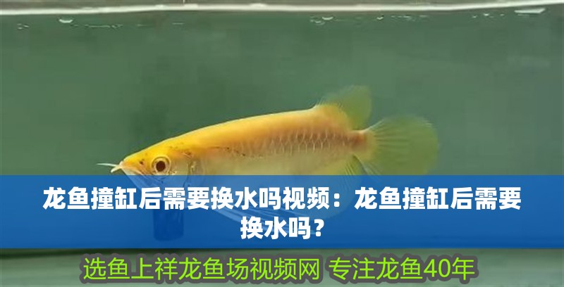 龍魚撞缸后需要換水嗎視頻：龍魚撞缸后需要換水嗎？