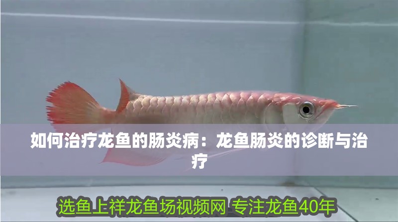 如何治療龍魚的腸炎病：龍魚腸炎的診斷與治療 如何治療龍魚的腸炎病：龍魚腸炎的診斷與治療 水族問答