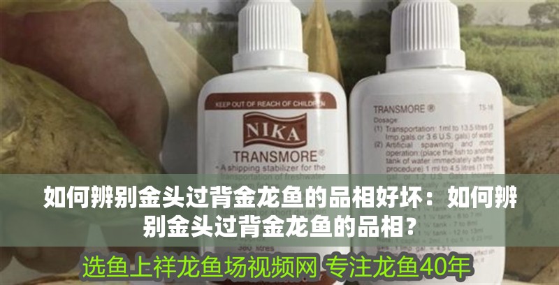 如何辨別金頭過背金龍魚的品相好壞：如何辨別金頭過背金龍魚的品相？