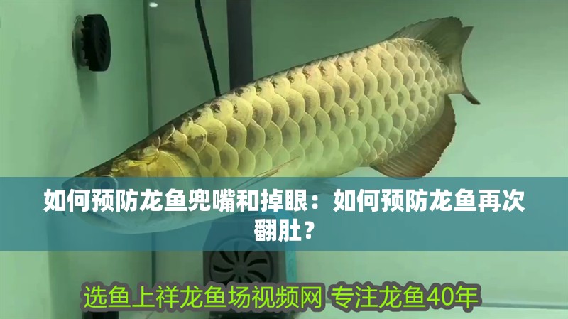 如何預防龍魚兜嘴和掉眼：如何預防龍魚再次翻肚？