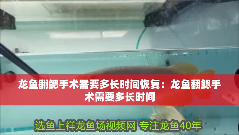 龍魚翻鰓手術需要多長時間恢復：龍魚翻鰓手術需要多長時間