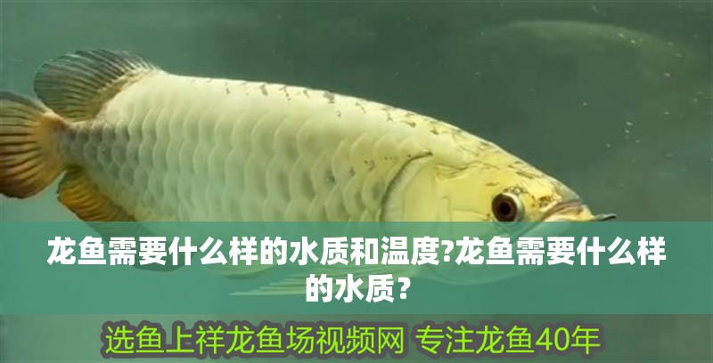 龍魚需要什么樣的水質(zhì)和溫度?龍魚需要什么樣的水質(zhì)？ 龍魚需要什么樣的水質(zhì)和溫度?龍魚需要什么樣的水質(zhì)？ 水族問答