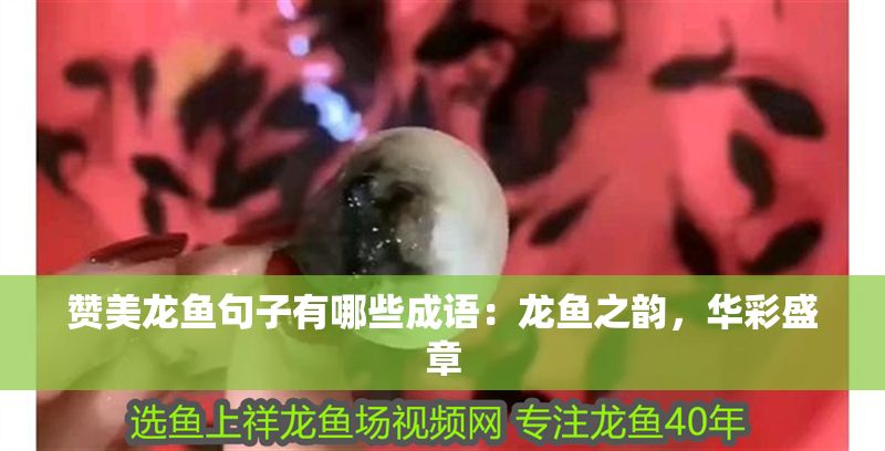 贊美龍魚句子有哪些成語：龍魚之韻，華彩盛章