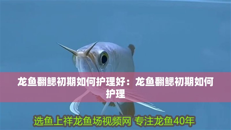 龍魚(yú)翻鰓初期如何護(hù)理好：龍魚(yú)翻鰓初期如何護(hù)理