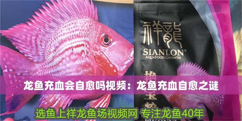 龍魚(yú)充血會(huì)自愈嗎視頻：龍魚(yú)充血自愈之謎
