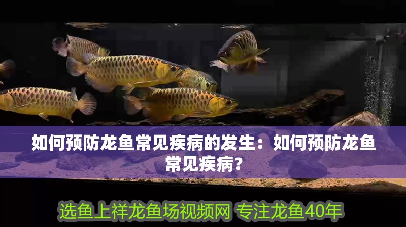 如何預(yù)防龍魚常見疾病的發(fā)生：如何預(yù)防龍魚常見疾病？