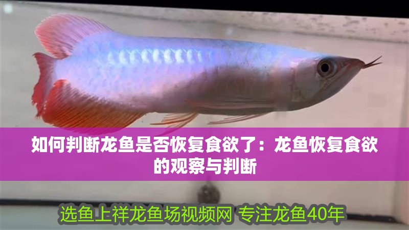 如何判斷龍魚是否恢復(fù)食欲了：龍魚恢復(fù)食欲的觀察與判斷