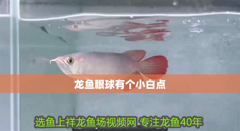 鸚鵡魚和銀龍魚混養怎樣喂食 龍魚眼球有個小白點 龍魚百科 龍魚眼球有個小白點 龍魚眼球有個小白點 龍魚百科