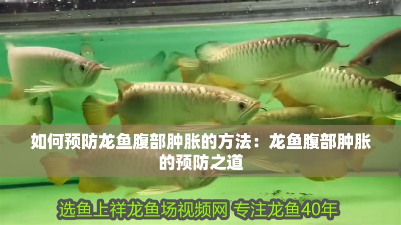 如何預防龍魚腹部腫脹的方法：龍魚腹部腫脹的預防之道