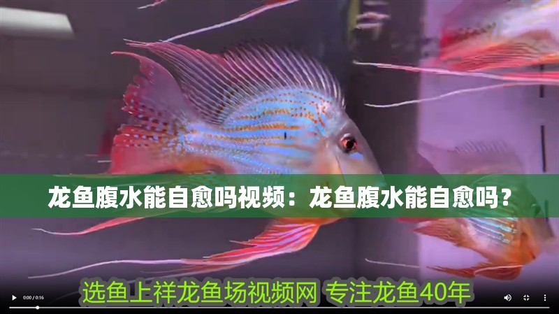 龍魚腹水能自愈嗎視頻：龍魚腹水能自愈嗎？