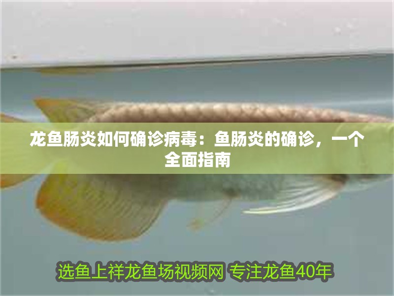 龍魚腸炎如何確診病毒：魚腸炎的確診，一個全面指南