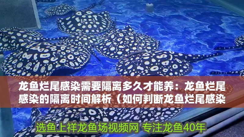 龍魚(yú)爛尾感染需要隔離多久才能養(yǎng)：龍魚(yú)爛尾感染的隔離時(shí)間解析（如何判斷龍魚(yú)爛尾感染后的隔離時(shí)間）