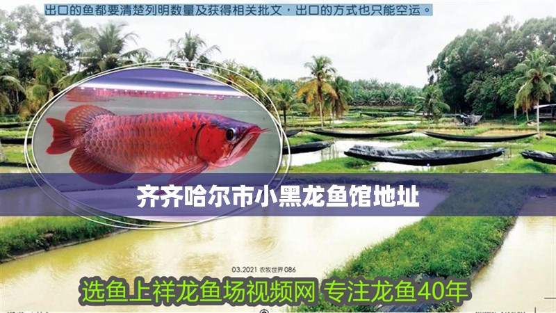 齊齊哈爾市小黑龍魚館地址