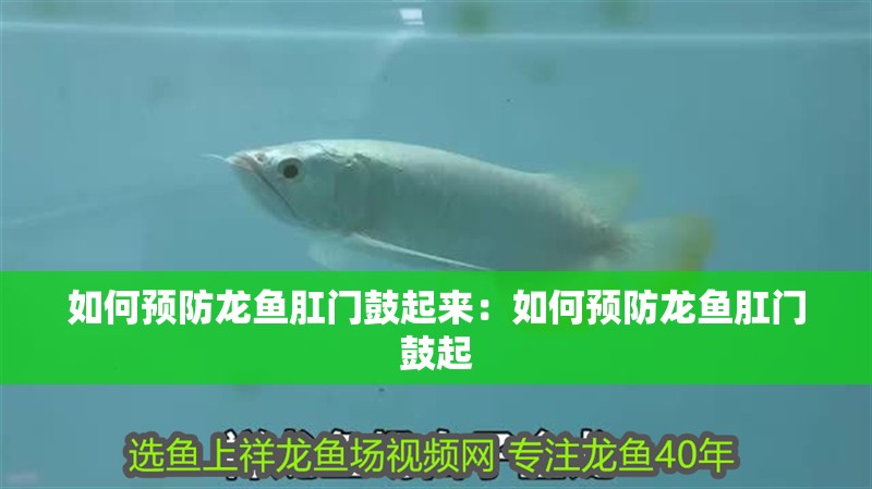 如何預(yù)防龍魚肛門鼓起來：如何預(yù)防龍魚肛門鼓起