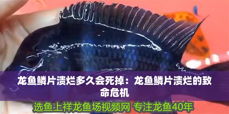 龍魚鱗片潰爛多久會死掉：龍魚鱗片潰爛的致命危機