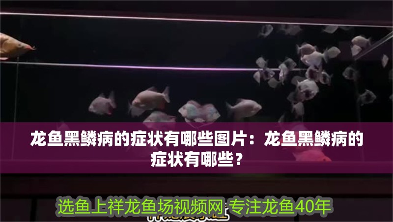 龍魚黑鱗病的癥狀有哪些圖片：龍魚黑鱗病的癥狀有哪些？