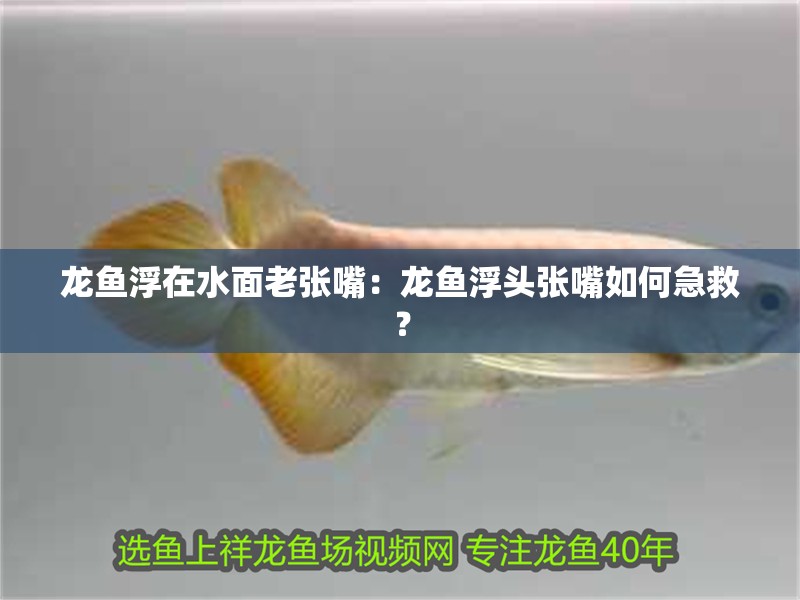 龍魚浮在水面老張嘴：龍魚浮頭張嘴如何急救？