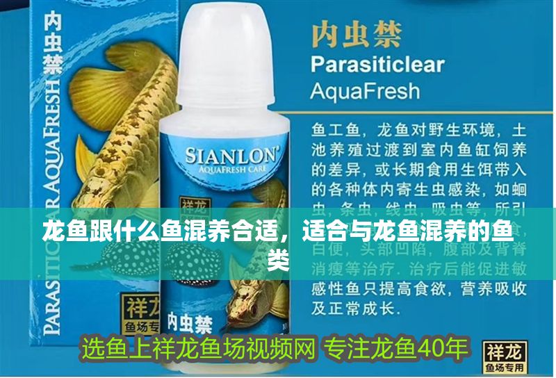 龍魚跟什么魚混養合適，適合與龍魚混養的魚類 龍魚跟什么魚混養合適，適合與龍魚混養的魚類 龍魚百科 第2張