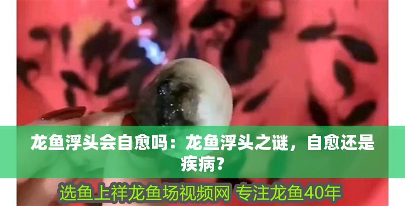 龍魚浮頭會自愈嗎：龍魚浮頭之謎，自愈還是疾病？