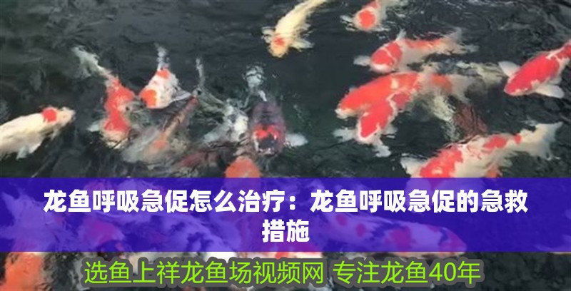 龍魚呼吸急促怎么治療：龍魚呼吸急促的急救措施