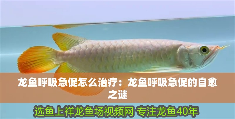 龍魚呼吸急促怎么治療：龍魚呼吸急促的自愈之謎