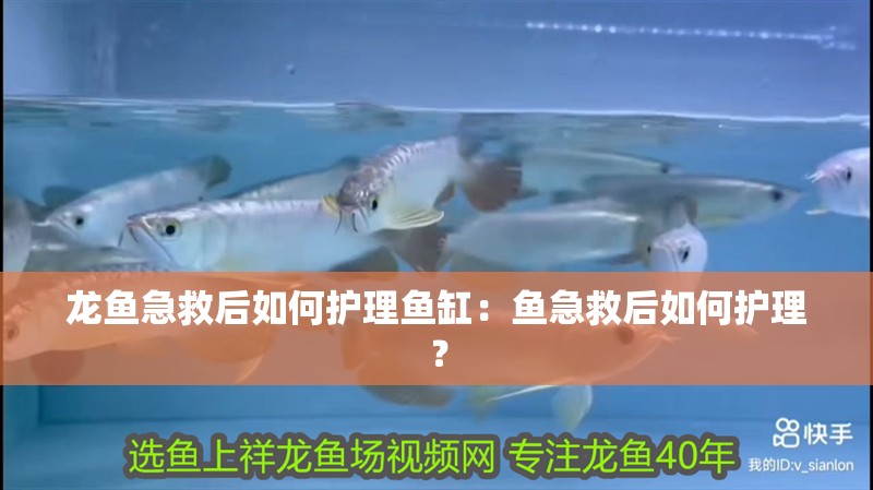 龍魚急救后如何護理魚缸：魚急救后如何護理？