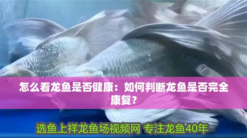 怎么看龍魚是否健康：如何判斷龍魚是否完全康復？