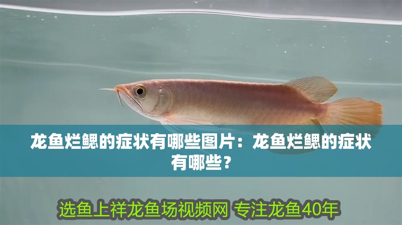龍魚爛鰓的癥狀有哪些圖片：龍魚爛鰓的癥狀有哪些？