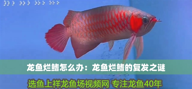 龍魚爛鰭怎么辦：龍魚爛鰭的復(fù)發(fā)之謎