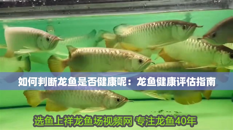 如何判斷龍魚是否健康呢：龍魚健康評估指南