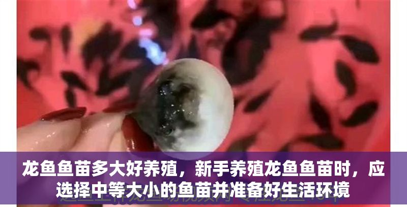 龍魚魚苗多大好養(yǎng)殖，新手養(yǎng)殖龍魚魚苗時，應選擇中等大小的魚苗并準備好生活環(huán)境