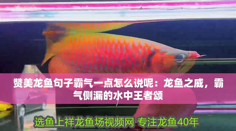贊美龍魚句子霸氣一點怎么說呢：龍魚之威，霸氣側漏的水中王者頌