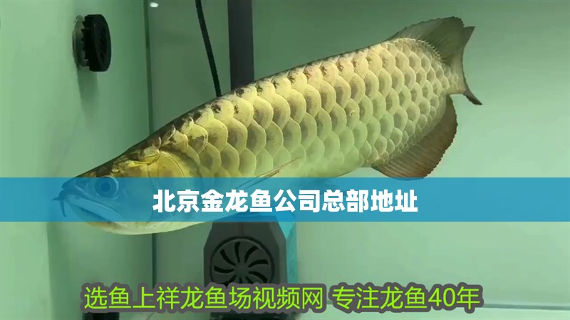 <strong><mark>北京</mark></strong>金龍魚公司總部地址