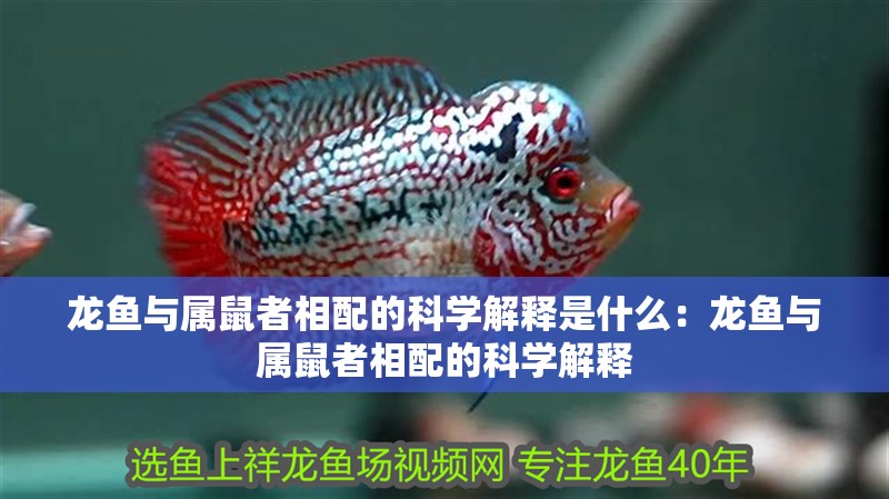 龍魚與屬鼠者相配的科學解釋是什么：龍魚與屬鼠者相配的科學解釋